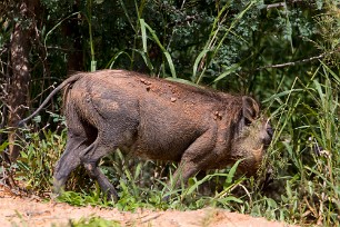 Phacochère Waterberg