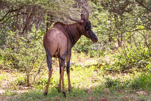 Sassaby Waterberg