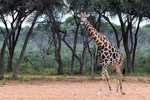 Girafe Waterberg