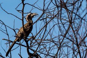 African Grey Hornbill (Calao à bec noir) Waterberg