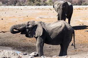 Eléphant Namibie - Parc d'Etosha