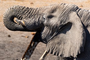 Eléphant Namibie - Parc d'Etosha