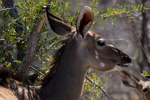 Grand Koudou Namibie - Parc d'Etosha