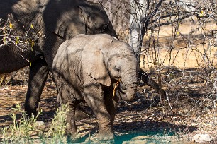 Eléphant Namibie - Parc d'Etosha