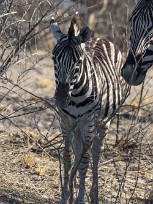 Zèbre Namibie - Parc d'Etosha