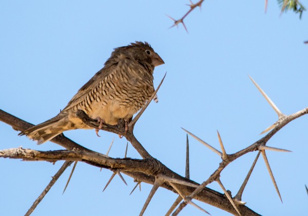 Namibie (201411) Novembre 2014