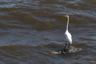 Garceta grande (Grande aigrette) Managua - Nicaragua