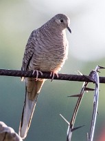 Tortolita mexicana (Colombe inca) Managua - Nicaragua