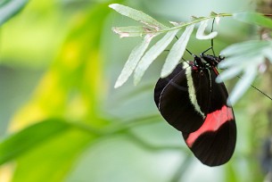 Papillon Heliconius melpomene Mombacho - Nicaragua