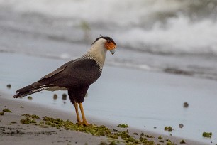 Carancho norteño (Caracara du Nord) Ometepe - Nicaragua