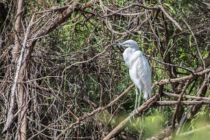 Garceta azul (Aigrette bleue) Playa Hermosa - Nicaragua