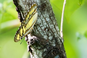 Papillon Philaethria dido