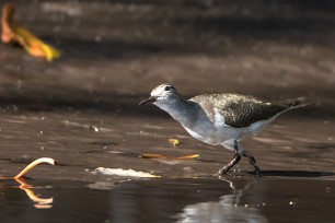 Correlimos tridáctilo (Bécasseau sanderling) Salinas Grande - Nicaragua