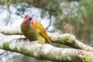 Carpintero oliváceo (Pic or-olive) Selva Negra - Nicaragua