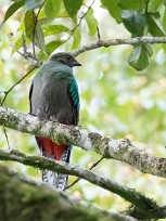 Quetzal guatelmalteco (Quetzal resplendissant) Selva Negra - Nicaragua