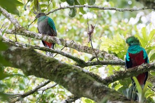 Quetzal guatelmalteco (Quetzal resplendissant) Selva Negra - Nicaragua