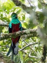 Quetzal guatelmalteco (Quetzal resplendissant) Selva Negra - Nicaragua