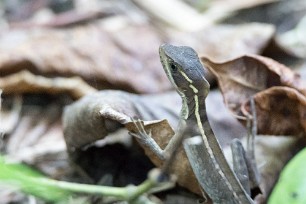 Lézard Pacuare reserve - Limón - Parismina - Costa Rica