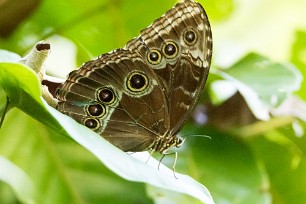 Papillon Morpho menelaus Pacuare reserve - Limón - Parismina - Costa Rica