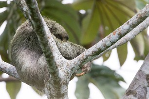 Paresseux Turrialba - Costa Rica