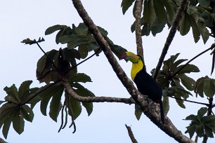 Tucan piquiverde (Toucan à carène) Turrialba - Costa Rica