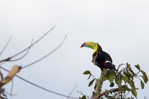 Tucan piquiverde (Toucan à carène) Turrialba - Costa Rica