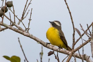 Bienteveo común (Tyran quiquivi) Turrialba - Costa Rica