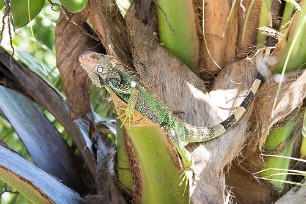 Iguane Golfo Dulce - Costa Rica