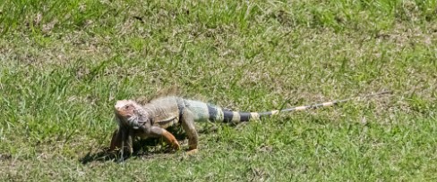 Iguane Golfo Dulce - Costa Rica