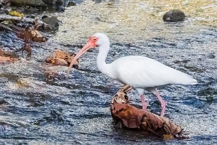 Corocoro blanco (Ibis blanc) Golfo Dulce - Costa Rica