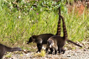 Coati Matapalo - Costa Rica