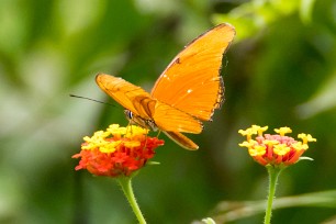 Papillon Dryas iulia Matapalo - Costa Rica