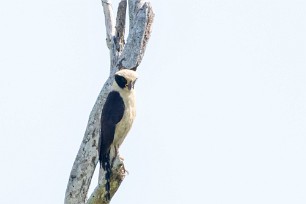 Halcón reidor (Macagua rieur) Tarcoles - Costa Rica