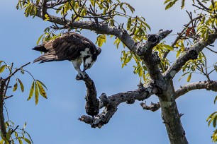 Águila pescadora (Balbuzard pêcheur) Las Isletas - Granada - Nicaragua