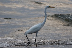 Garceta grande (Grande aigrette) Ometepe - Nicaragua