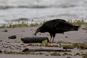 Aura gallipavo (Urubu à tête rouge) Ometepe - Nicaragua