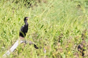 Cormorá biguá (Cormoran vigua) Playa Hermosa - Nicaragua