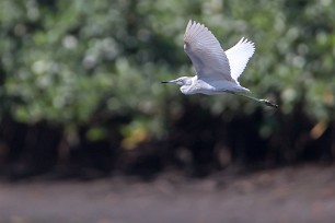 Garceta azul (Aigrette bleue) Salinas Grande - Nicaragua