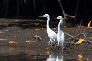 Garceta nivea (Aigrette neigeuse) Salinas Grande - Nicaragua