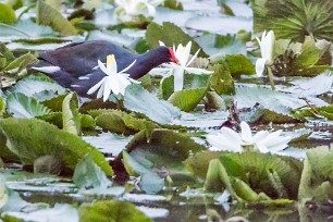 Gallineta americana (Gallinule d'Amérique) Selva Negra - Nicaragua