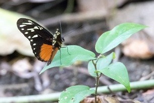 Papillon Heliconius ismenius Pacuare reserve - Limón - Parismina - Costa Rica