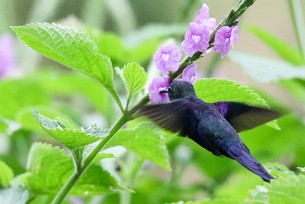 Zafiro coronado (Dryade couronnée) Turrialba - Costa Rica