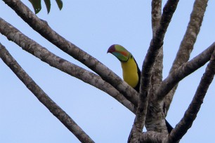 Tucan piquiverde (Toucan à carène) Turrialba - Costa Rica