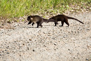 Coati Matapalo - Costa Rica