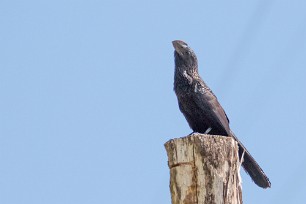 Garrapatero aní (Ani à bec lisse) Matapalo - Costa Rica