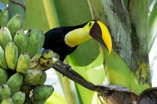 Tucán pechigualdo (Toucan tocard) Matapalo - Costa Rica