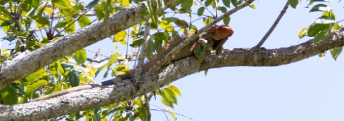 Iguane Tarcoles - Costa Rica