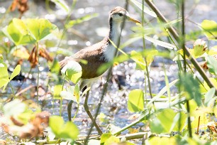 Jacana centroamericana (Jacana du Mexique) Tarcoles - Costa Rica