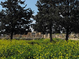 Temple d'Apollon Chypre