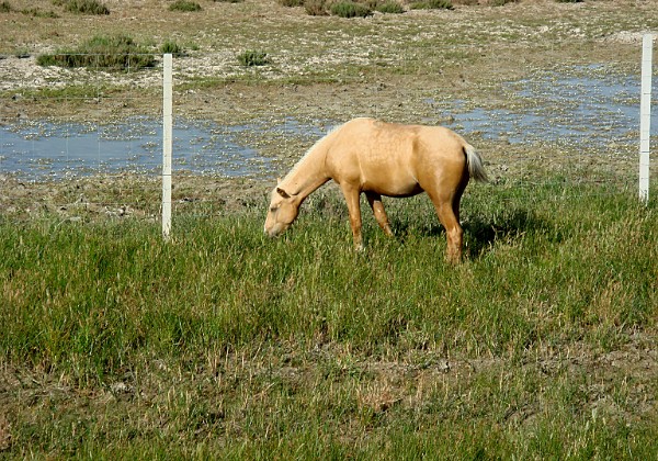 Doñana